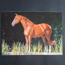 Pferdepostkarte AK Pferd Korsch Trakehner 04/2018