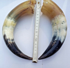 Kuh - Rinderhorn 2 Stück 