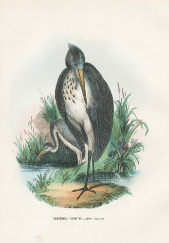 Ardea cinerea graureiher grey - cinerea,