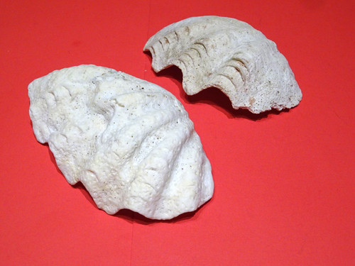 Tridacna mördermuschel - tridacna,