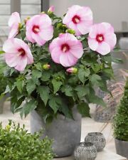 Hibiscus mos. 'Cloudy Pink'  25cm XXL Blüten - Pflanze Winterharter Hibiskus
