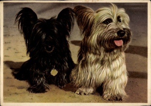 Zwei terrier halsband - zwei,