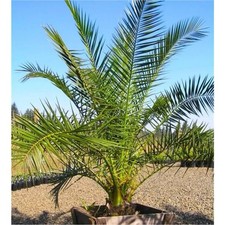 Dattelpalme - Phoenix