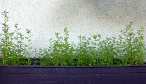 Jungpflanzen artemisia - jungpflanzen,