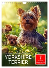 Yorkshire Terrier - ein Hund