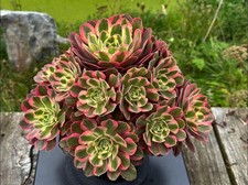 Sukkulenten Aeonium Peach (ähnlich Pink Witch)