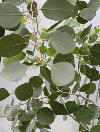 Samen eukalyptus guter duft - eukalyptus,
