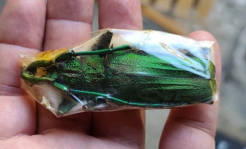 Cerambycidae psalidognathus - cerambycidae,