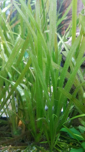 10x vallisneria spiralis - 10x,