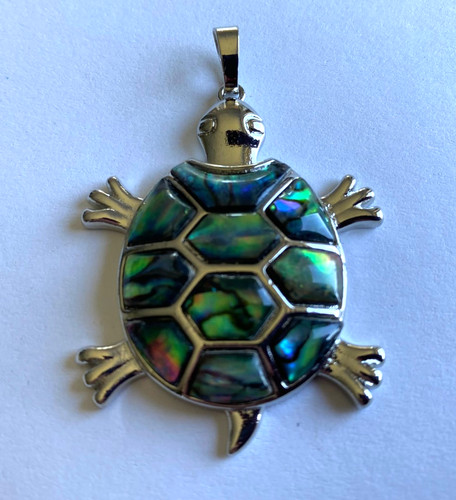 Paua abalonen schildkröten - paua,