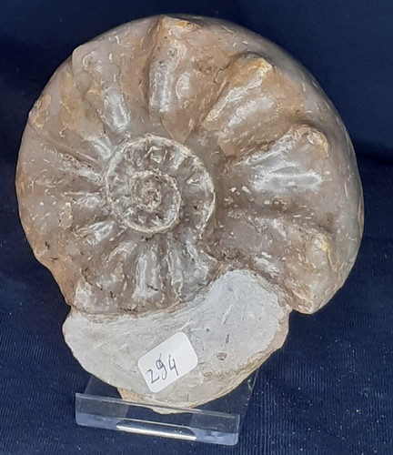 Ammonit ceratites - ammonit,