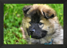 Niedlicher Welpe gerahmtes