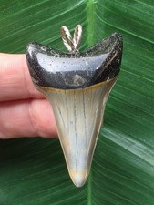 5,2 cm dolchförmiger Zahn des