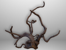 Schwarze Moorwurzel *45cm* /