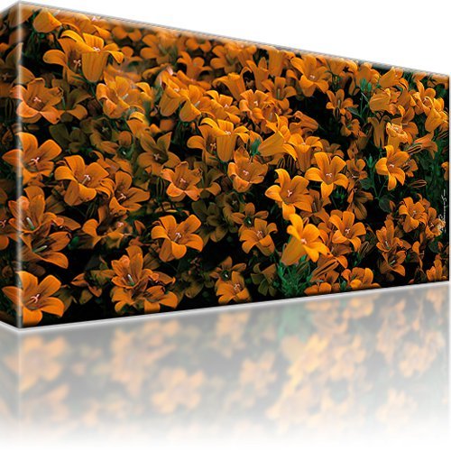 Blumen bild bilder - blumen,