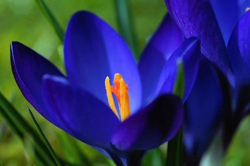 Winterharte krokus blau - winterharte,