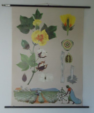 Schulwandkarte:  BAUMWOLLE