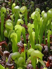 Darlingtonia californica |