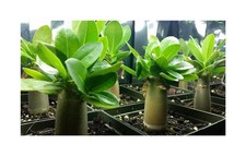 5x Adenium obesum Wüstenrosen
