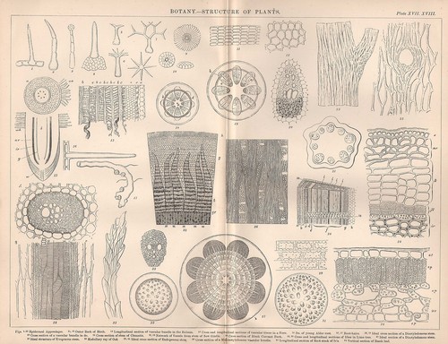 1874 druck botanik - 1874,