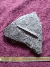 Schöner Belemit mit Ammonit