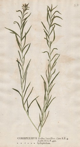 Corispermum hyssopifolium