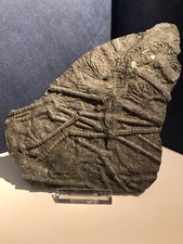 Seelilienplatte; Seirocrinus subangularis; Lias epsilon; Dotternhausen; Altfund