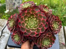Sukkulente Aeonium NIGHT