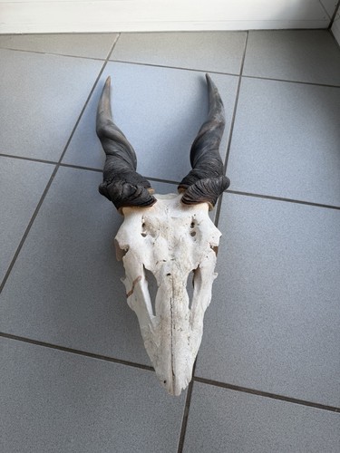 Eland antilopen geweih - eland,