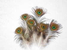 6  Mini Pfauenfedern  13 - 16
