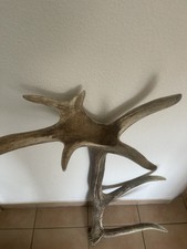 Kapitales Abwurfstange 4,16kg