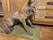Fuchs Tierpräparat Deko