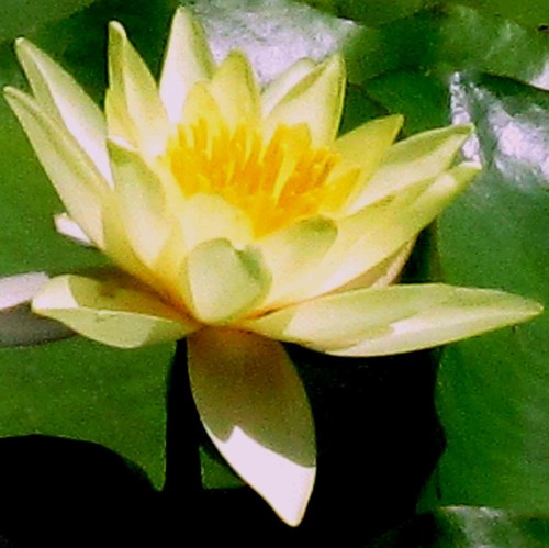Nymphaea moorei - nymphaea,