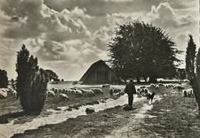 AK Wilsede Schafstall 1960er