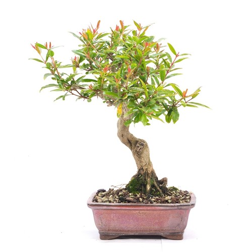 Bonsai granatapfel punica - bonsai,