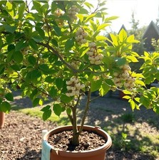 2x winterharte weiße