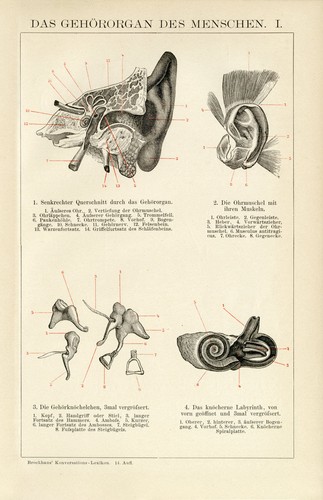 Gehör mensch anatomie - gehör,