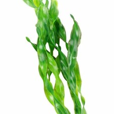 10PC Aquariumpflanzen