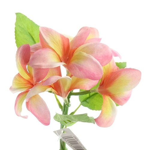 Gasper frangipani plumeria - -,