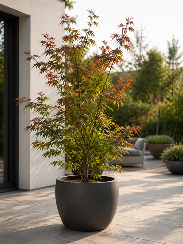 Acer palmatum phoenix 30 - ca.,