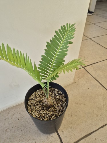 Dioon spinolosum caudex 5cm - dioon,