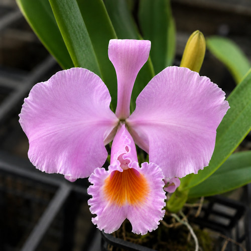 Cattleya schroederae concolor