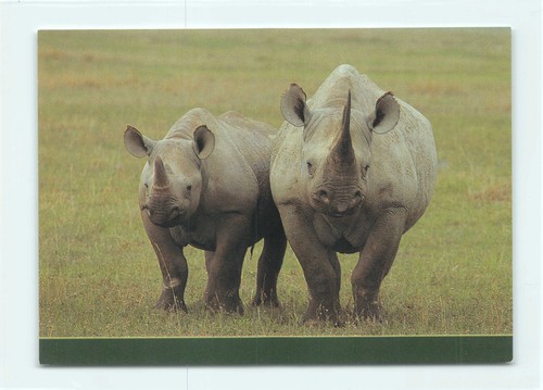 Postkarte afrikanisches - 1,
