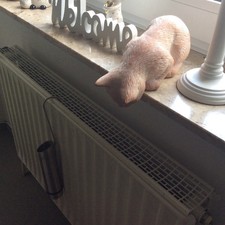 Niedliche Katze ❤️