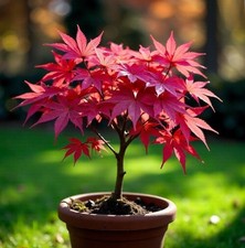 2x winterharte Amber-Bäume schnellwüchsige & exotische Pflanzen für den Garten #