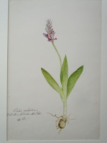 Orchis helm knabenkraut - orchis, helm-knabenkraut