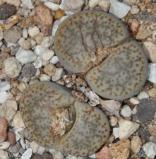 20 Samen von Lithops pseudotruncatella, erntefrisch aus 2025