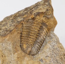 Trilobit, Phacops (Omegops)