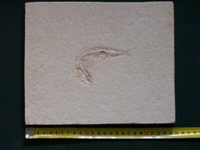 Fisch - Tharsis dubius (?) - Solnhofen - Oberjura - Plattenkalk - Malm zeta 2