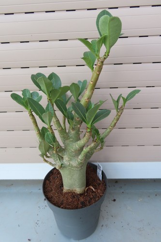 Adenium obesum wüstenrose - adenium,